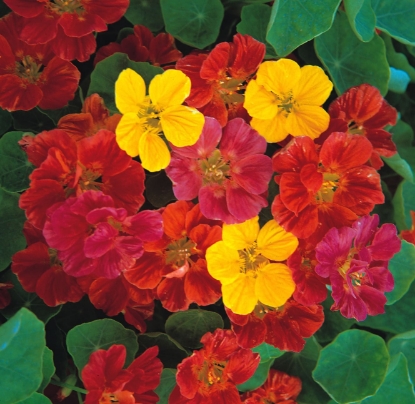 Picture of Nasturtium - Jewel Mixed